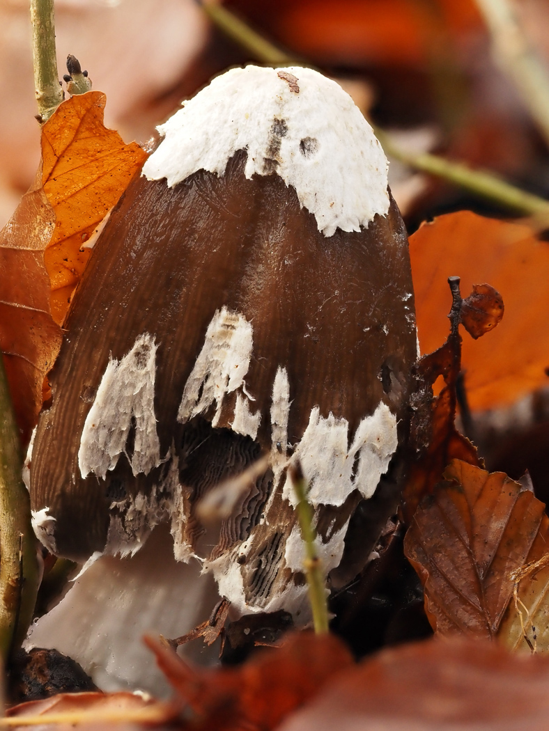 Coprinopsis picacea  by Claire Williams